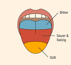 Abbild einer Zunge mit Kennzeichnung der einzelnen Geschmacksempfindungen süß, sauer, salzig und bitter.